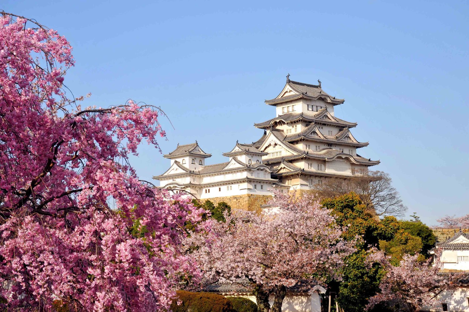 Descarga nuestro cautivador fondo de Himeji Castle