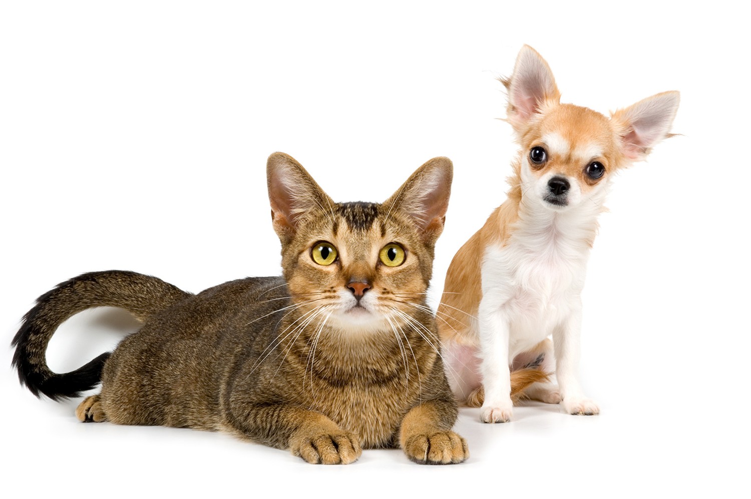 Download This Adorable Cat and Chihuahua Wallpaper