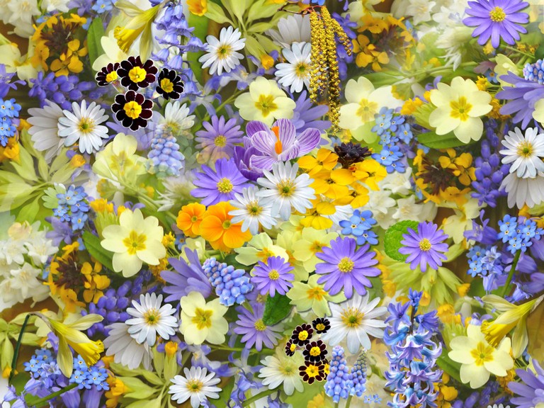 Beautiful Vivid Flowers Wallpaper in 4K