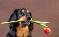 Stunning Austrian Black and Tan Hound Wallpaper