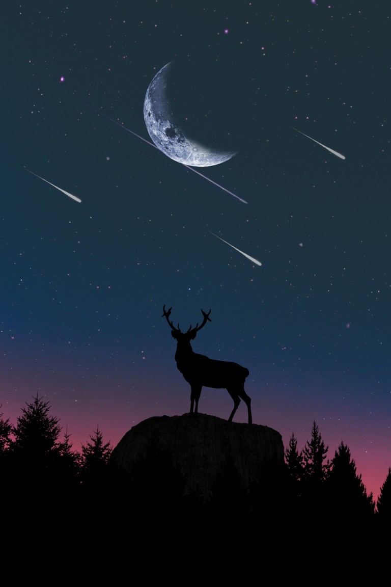 Explore the Majestic Nighttime Wildlife Wallpaper