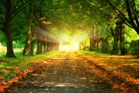 Explore Our Stunning Sunlit Forest Path Wallpaper