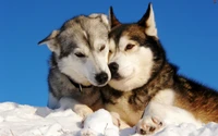 Huskies Siberianos Impresionantes en la Nieve – Wallpaper Gratis