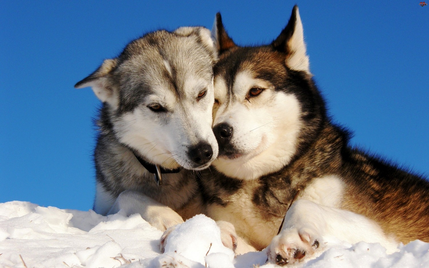 Stunning Siberian Huskies in Snow – Free Wallpaper