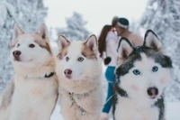 Superbe Fond d'Écran de Siberian Husky pour les Amoureux des Chiens