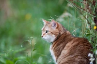 Découvrez notre belle collection de fonds d'écran de chat tigré