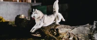 Descarga Hermoso Fondo de Pantalla de Husky Siberiano