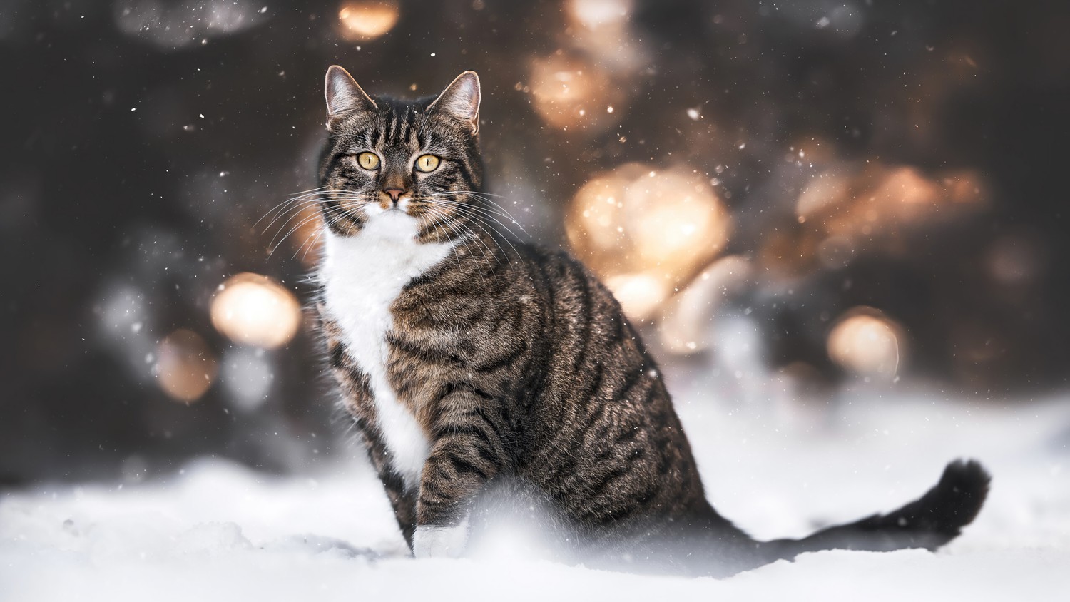 Beautiful Cat in Snowy Landscape Wallpaper