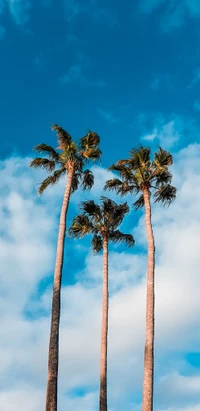 Fondo de Pantalla Deslumbrante de Palmas para Amantes de la Naturaleza