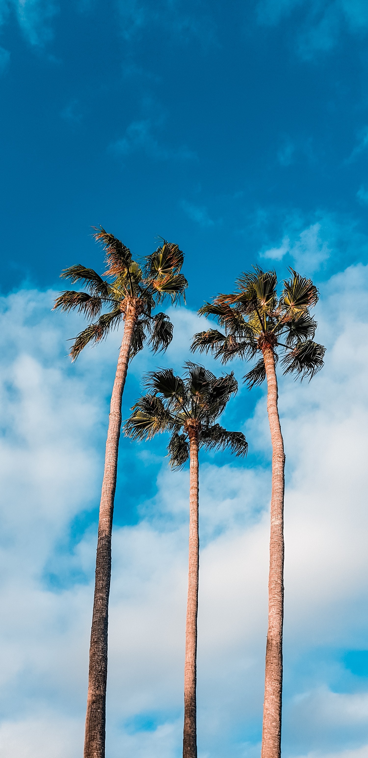 Breathtaking Palm Tree Wallpaper for Nature Lovers