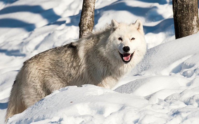 Explore Our Beautiful Greenland Dog Wallpaper in a Snowy Arctic Landscape