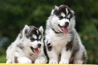 Cutes Chiots Siberians Pour Éclairer Votre Journée