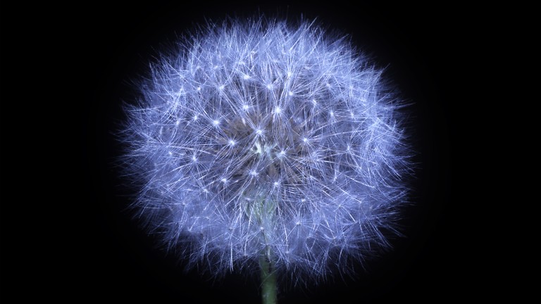 Download Stunning Dandelion Flower Wallpaper in 5K & 4K