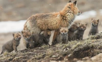 Explora la Maravillosa Familia de Zorros Rojos en su Hábitat Natural