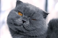 Stunning Chartreux Kitten Wallpaper