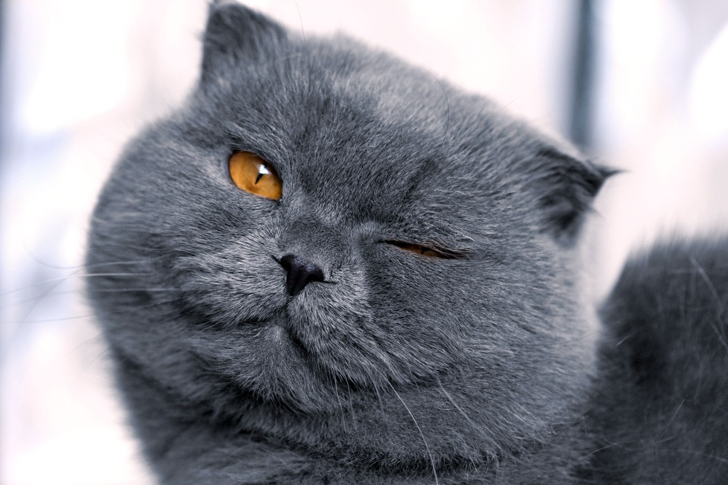 Impresionante Fondo de Pantalla de Gatito Chartreux