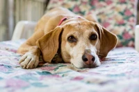 Encantador Fondo de Pantalla de Beagle para Amantes de los Perros