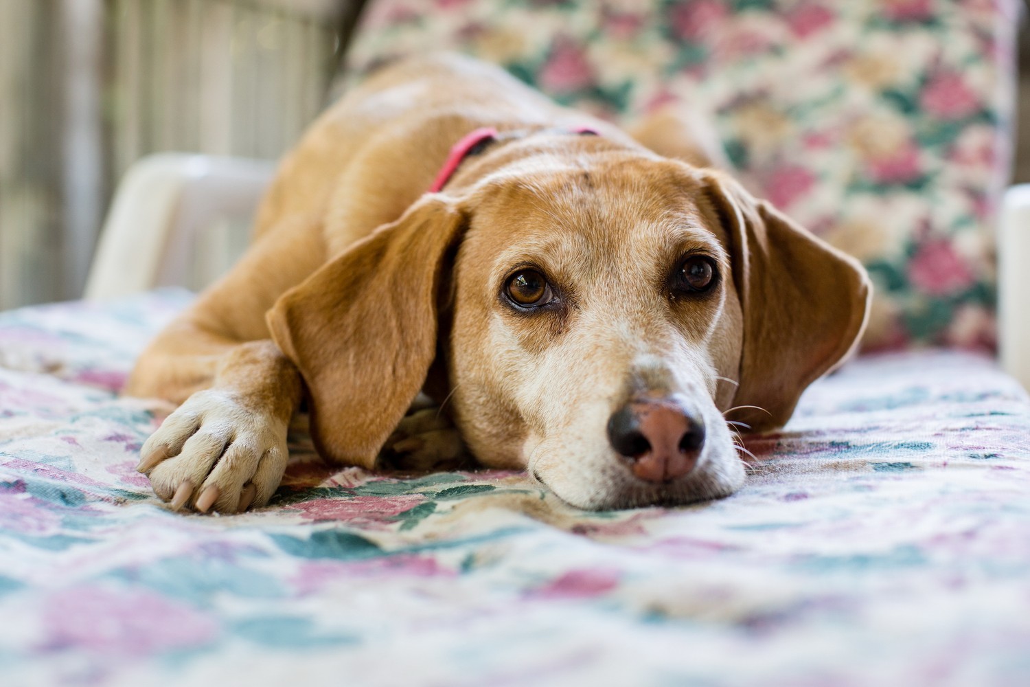 Encantador Fondo de Pantalla de Beagle para Amantes de los Perros