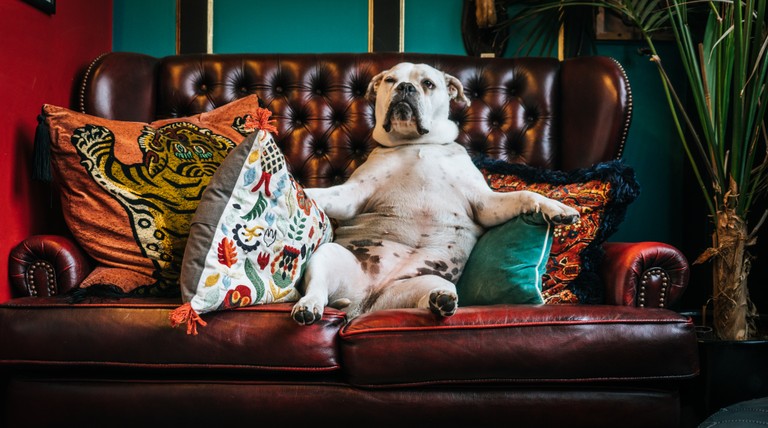 Charming Dog on Couch Wallpaper