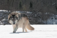 Explora Nuestra Impresionante Colección de Fondos de Pantalla de Lobo Ártico