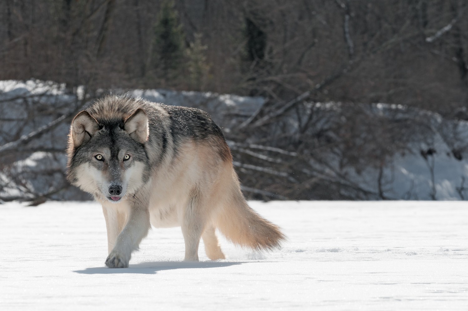 Explore Our Stunning Arctic Wolf Wallpaper Collection