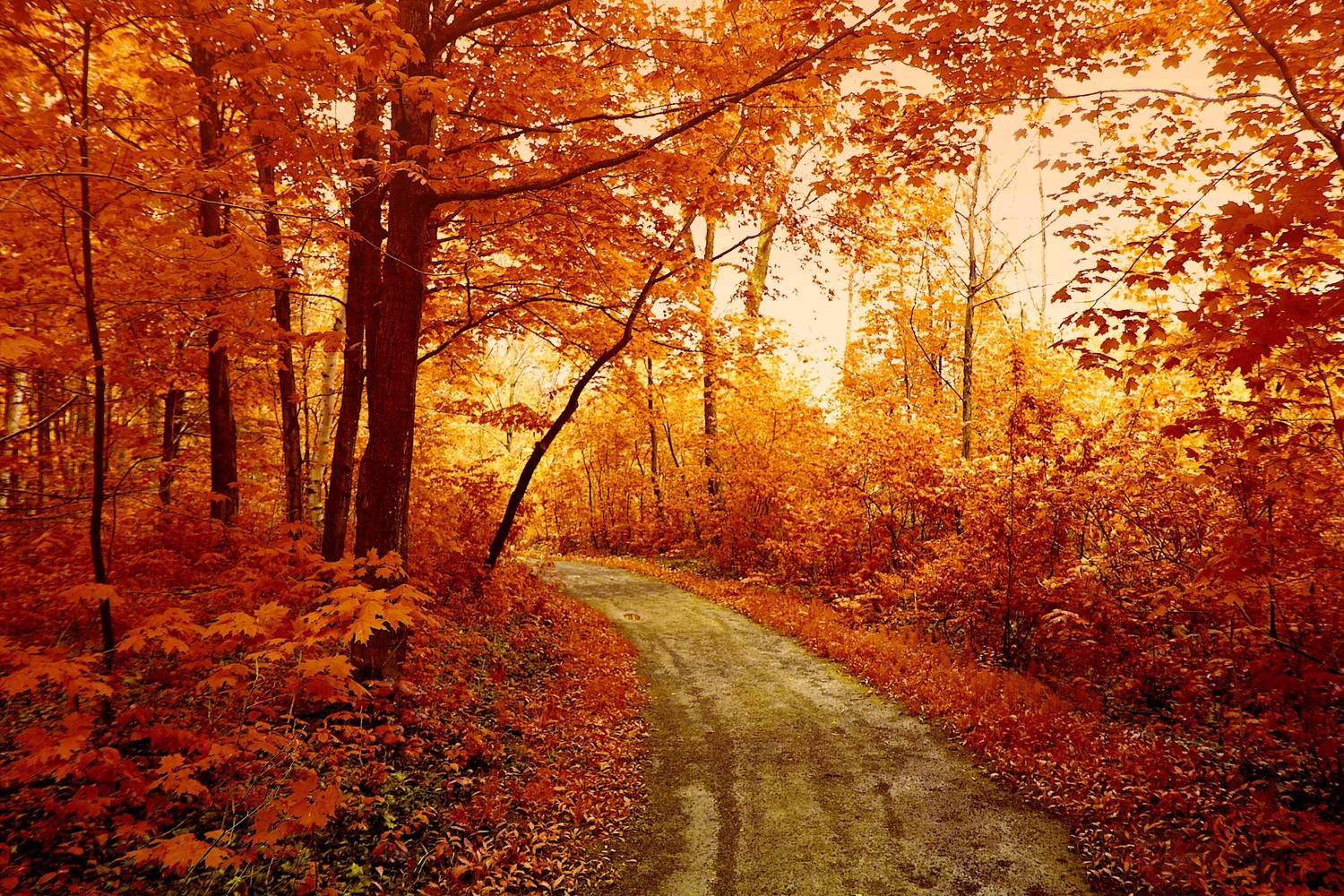 Explore the Beauty of Autumn Forests