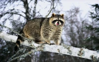 Stunning Raccoon on a Snowy Branch Wallpaper