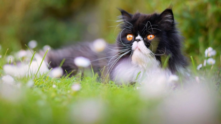 Beautiful Persian Cat with Whiskers on a Grassy Field