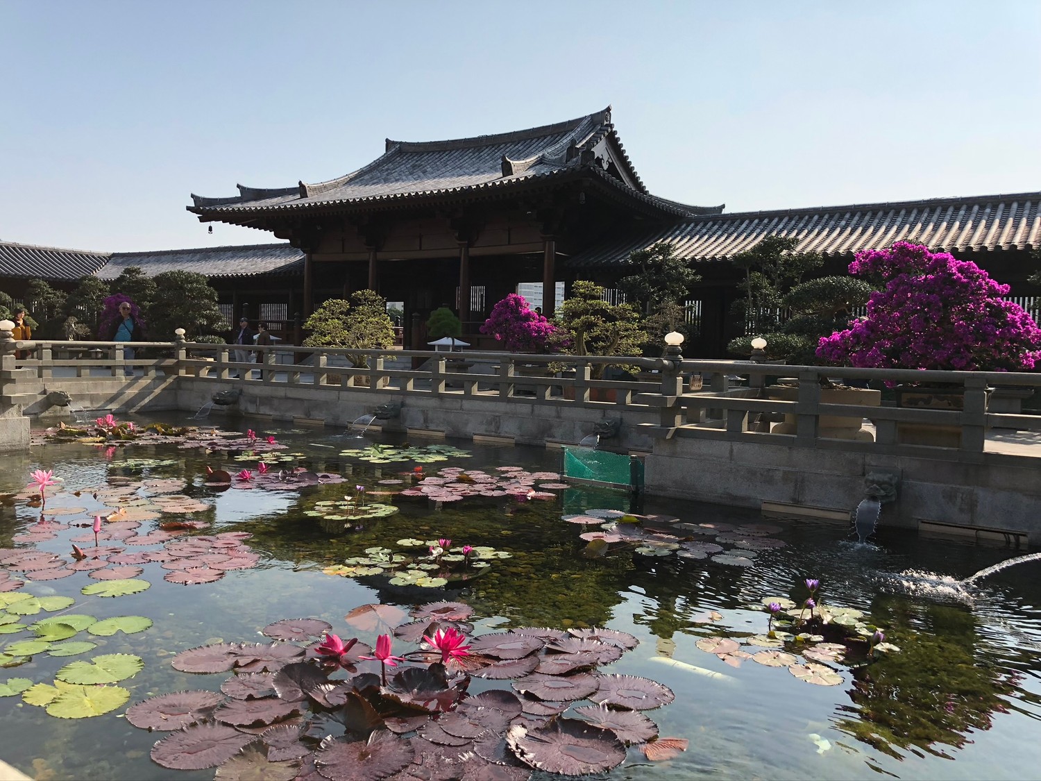 Explore the Beauty of Hong Kong's Traditional Gardens