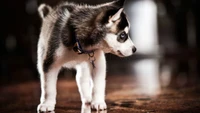 Fondo de pantalla de adorable cachorro de Husky Siberiano