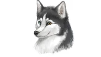 Descarga Nuestro Hermoso Fondo de Pantalla de Husky Siberiano