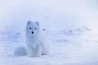 Téléchargez Votre Magnifique Fond d'Écran de Renard Arctique