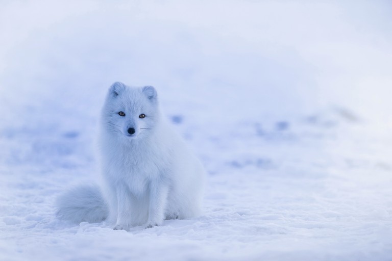 Download Your Beautiful Arctic Fox Wallpaper