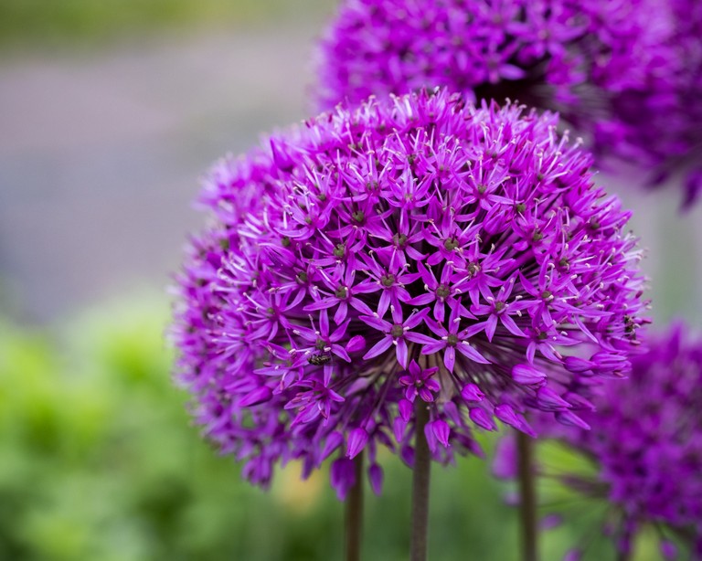 Beautiful Purple Floral Wallpaper