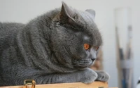 Téléchargez un Superbe Fond d'Écran de Chat Chartreux