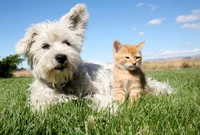 Découvrez notre adorable fond d'écran de West Highland White Terrier et chaton