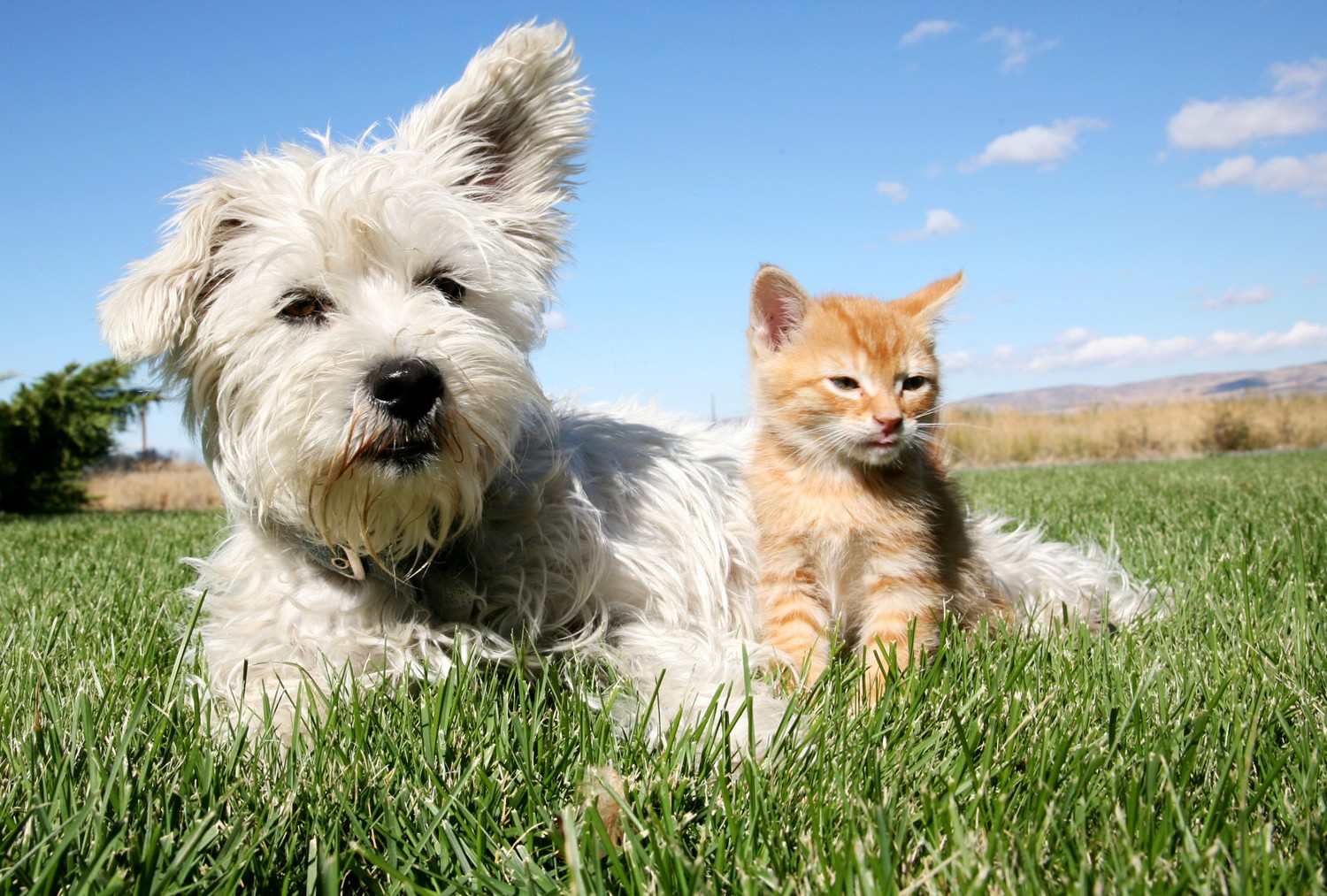 Explora nuestro adorable fondo de pantalla de West Highland White Terrier y gatito