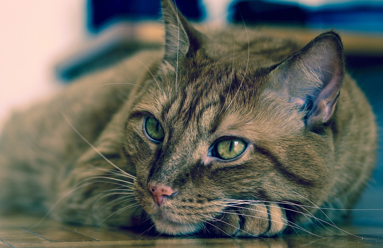 Stunning Aegean Cat Wallpaper - Close-up View