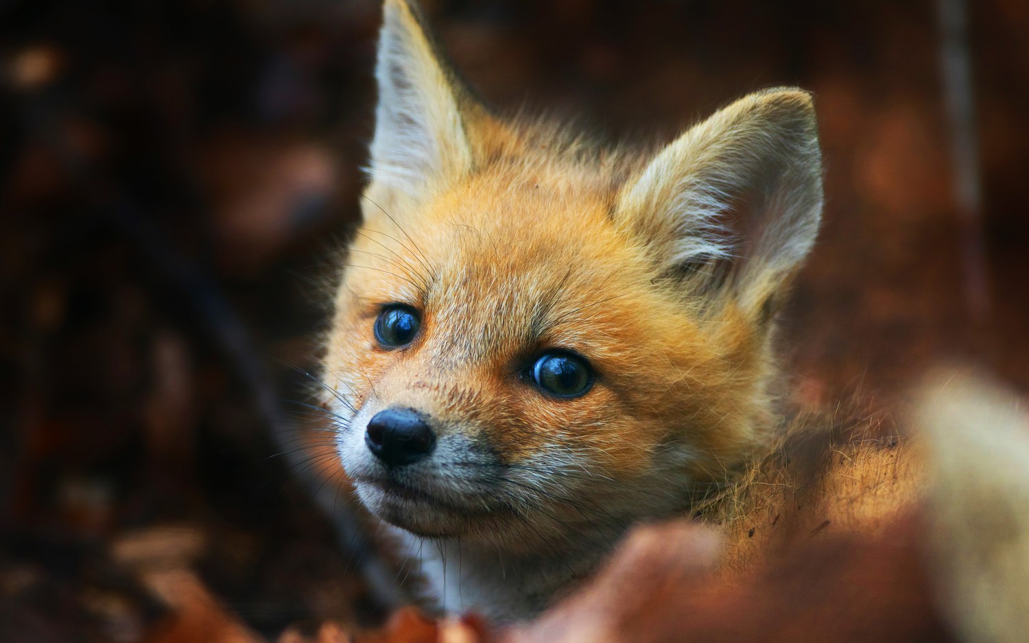 Adorable Red Fox Wallpaper for Animal Lovers