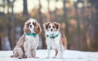 Cuteness Overload: Snowy Paws and Fluffy Ears