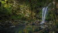 Experimenta la Tranquilidad de una Cascada Tropical