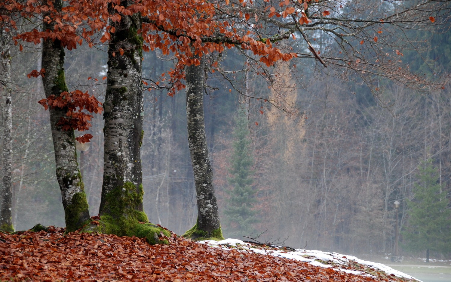 Stunning Autumn Wallpaper Featuring Deciduous Trees