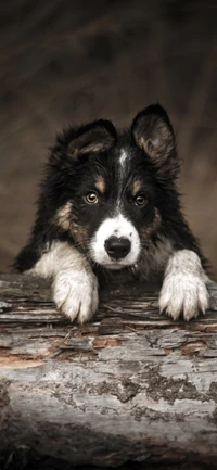 Impresionante Pared de Cachorro Border Collie