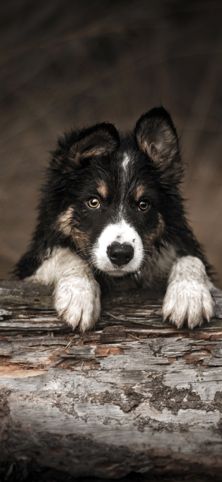 Stunning Wallpaper of a Border Collie Puppy