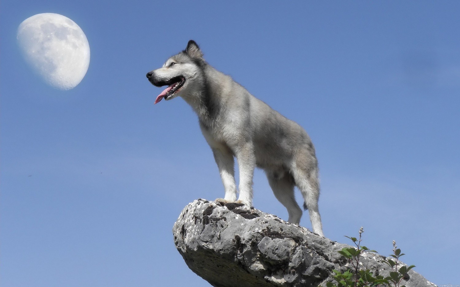 Majestic Canine Under a Moonlit Sky