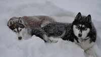 Huskies Sibériens se Relaxant dans un Paysage Hivernal