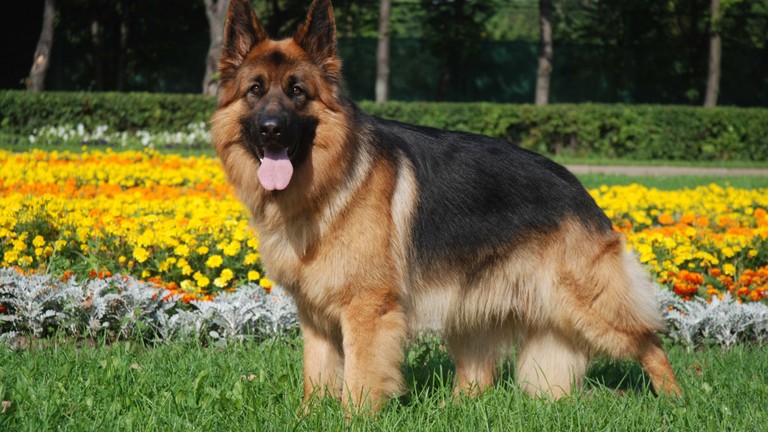 Download This Stunning German Shepherd Wallpaper