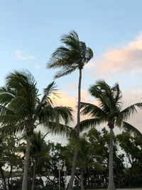 Impresionante Fondo de Pantalla de Palmas Tropicales