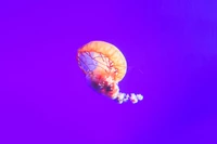 Stunning Violet Jellyfish Wallpaper for Your Devices