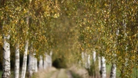 Download Our Beautiful Autumn Birch Tree Wallpaper